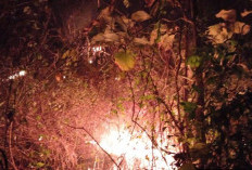 Karhutla Lahap 1,5 Hektare Hutan Jatirejo Mojokerto, Api Padam Setelah 3,5 Jam