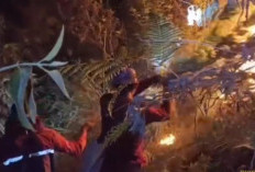 Karhutla Kembali Membakar Pegunungan Anjasmoro, Api Merambat hingga Gunung Piramid