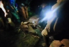 Sapi Terperosok Masuk Sungai, Petugas Damkar Mojokerto Lakukan Evakuasi 