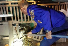 Damkar BPBD Kabupaten Mojokerto Evakuasi Ular Sanca 3 Meter, di Kandang Ayam Warga Sooko Mojokerto
