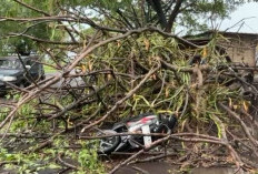 Pengendara Motor Tertimpa Pohon Tumbang di Dlanggu Mojokerto