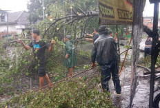 Hujan Lebat dan Angin Kencang Tumbangkan Pohon di Mojokerto, Warung Warga Tertimpa