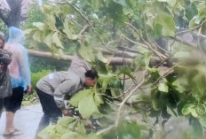 Cuaca Ekstrem, Pohon Jati Tumbang Tutup Jalan Raya di Jatirejo Mojokerto