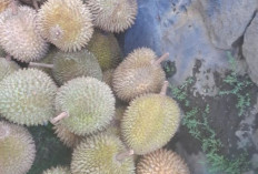 Durian: Buah Eksotis, Keras dan Berduri di Luar, Lembut dan Enak Dimakan, Amankah Bagi Kesehatan?