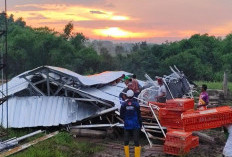 Kandang Ayam BUMDes di Kutorejo Mojokerto Roboh Diterpa Angin Kencang