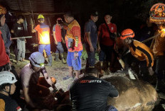 Sapi Kurban Terperosok Septic Tank Sedalam 5 Meter di Mojokerto, Evakuasi Dramatis Berlangsung 4 Jam