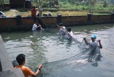 Panen Ikan Tutup Program ECOFISH Unair di Trawas, Perkuat Ketahanan Pangan dan Wisata Desa