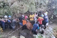 Sapi Betina Hamil Terperosok ke Sungai Sedalam 15 Meter di Pacet Mojokerto, Evakuasi 3 Jam