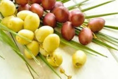 Konsumsi Kurma Muda, Manfaatnya Antara Mitos dan Fakta