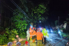 Pohon Kopian Tumbang Melintang Jalur Nasional Jember–Banyuwangi, Lumpuhkan Arus Lalu Lintas