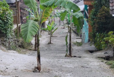Tak Kunjung Dapat Perbaikan dari Pemkab Mojokerto, Protes Warga Pacet Tanami Jalan Rusak dengan Pohon Pisang