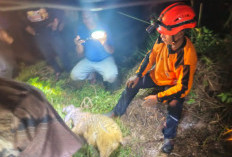 Damkar Evakuasi Kambing Tercebur Sumur Sedalam 12 Meter di Mojosari Mojokerto