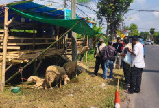 DKPPP Jember Perketat Pengawasan Iduladha, Pastikan Hewan Kurban Sehat dan Layak Konsumsi