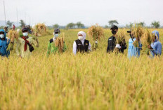 Antisipasi Kemarau Panjang 2026, Gubernur Khofifah Instruksikan Kepala Daerah Jaga Produksi Pangan