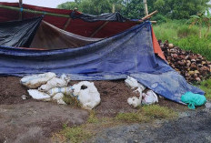 DLH Mojokerto Pastikan Bau Menyengat di Bekas Galian C Pandisari Bersumber dari Limbah Kotoran Ayam