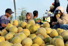 Cuaca Mendukung, Petani Melon di Mojokerto Raup Omzet Ratusan Juta Dari Hasil Panennya