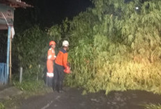 Barongan Bambu Tumbang di Tengah Jalan Ringroad Mojoagung