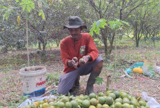 Lahan Kosong di Pinggir Sungai Kini Berbuah Jeruk, Petani Mojokerto Sulap Bantaran Bisa Produktif