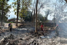 Ilalang Kering di Lahan Polije Jember Terbakar, Api Menghanguskan 30 Meter Persegi