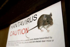 Waspada Hantavirus, Epidemiolog Unair Ingatkan Ancaman Penyakit dari Hewan