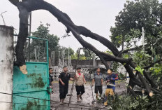 Angin Kencang Terjang Mojokerto, Pohon Tumbang Timpa Rumah Warga dan Atap Sekolah Rusak