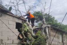 Hujan Angin, Bengkel Motor Tertimpa Pohon Tumbang di Jember. BPBD Imbau Masyarakat Terus Waspada Bencana