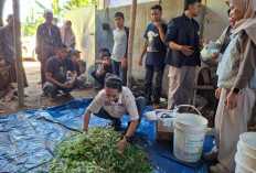 Jerami Melimpah Saat Panen, Dosen Unej Olah Jadi Pakan Ternak untuk Hadapi Kemarau
