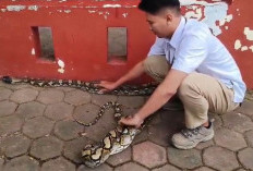 Ular Sanca Kembang 4 Meter Ditangkap Warga di Pacet Mojokerto