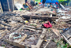 Cuaca Ekstrem, Rumah Warga di Jember Ambruk Tertimpa Pohon Besar