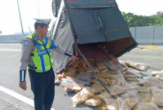 Pikap Muatan Makanan Ringan Terguling di Tol Surabaya-Mojokerto Akibat Ban Lepas