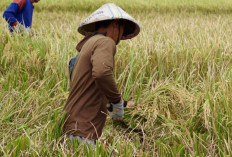 Bulog Jatim Serap 978 Ribu Ton Beras, Sumbang 25 Persen Pengadaan Nasional