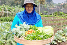 Menyesap Sejuk Pacet, Lebih dari Sekadar Keripik Gadung, Inilah Tiga Oleh-oleh Khas Pacet