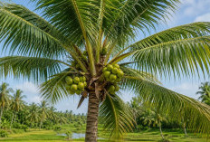 Manfaat Buah Kelapa bagi Kesehatan, Kaya Elektrolit hingga Serat yang Baik untuk Tubuh