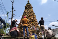 Seribu Durian di Lereng Lumbang, Tradisi Selamatan Desa Kronto Tetap Menggema