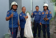 Ular Kobra Masuk Kolam Lele Warga Mojoanyar, Damkar Imbau Masyarakat Waspada Saat Musim Kemarau