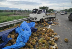 Pecah Ban Belakang, Pikap Muatan Durian Terguling di Tol Mojokerto Surabaya