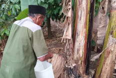 Lawan Penyakit Layu Pisang, Mahasiswa Unej Bekali Petani Kemiri dengan Tricho Inject