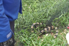 Damkar Mojokerto Evakuasi Ular Welang Berbisa dari Perkebunan Warga