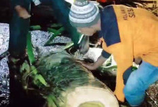 Pohon Tumbang Timpa Pengendara Motor di Trawas Mojokerto, Satu Orang Luka Ringan