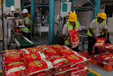 Bulog Serap 4,13 Juta Ton Beras, Pasokan Premium Masih Jadi Tantangan