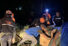 Akses Menuju Petirtaan Jolotundo Sempat Lumpuh Akibat Pohon Tumbang Diterjang Cuaca Ekstrem