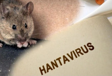 Waspada Hantavirus, Pakar Unair Sebut Tikus Bisa Menularkan Penyakit Mematikan Tanpa Terlihat Sakit