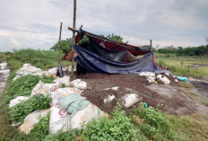 Warga Dusun Pandisari Mojokerto Keluhkan Bau Menyengat Diduga Limbah Kotoran Babi di Bekas Galian C