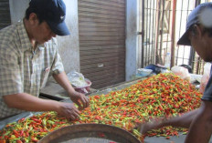Selama Januari 2026, Komoditas Cabai Rawit Bikin Indeks Fluktuasi Harga di Mojokerto Turun
