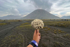 Edelweis Bromo: Bunga Abadi, Cinta, dan Pilihan untuk Melestarikan