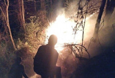 Dalam Sehari, Dua Karhutla Landa Mojokerto, Bukit Semar dan Lereng Penanggungan Terbakar