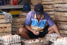 Penurunan Harga Telur Ayam Penyebab Utama Deflasi Mojokerto di Bulan Mei 2026
