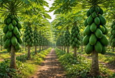 Rutin Konsumsi Pepaya, Bantu Jaga Kesehatan Jantung dan Manfaat Kesehatan Lainnya