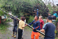 Angin Kencang Terjang Mojokerto, Sejumlah Pohon Tumbang Hingga Plafon Terminal Kertajaya Terdampak