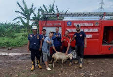 Kambing Tercebur ke Sumur di Ngoro Mojokerto, Berhasil Dievakuasi Damkar